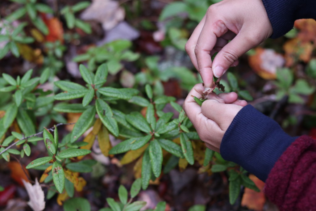 The Wondrous World of Wild Foods: Labrador Tea – [the paisley notebook]