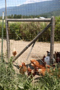 chicken, chickens, farming, organic, free-range, animal welfare, local food, slow food
