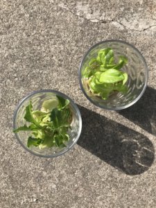 gardening, food, salad