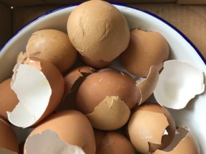 Egg shell