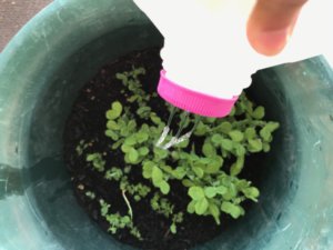 Milk Carton Watering Can