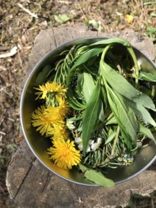 wild plants, harvesting wild plants