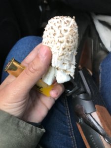 Wild Shaggy Mane, Mushroom