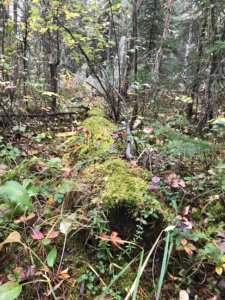 Boreal Forest, Alberta, Edmonton Forest