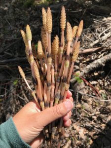 harvesting horsetail, foraging horsetail